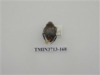 藏品(金龜子科)的圖片